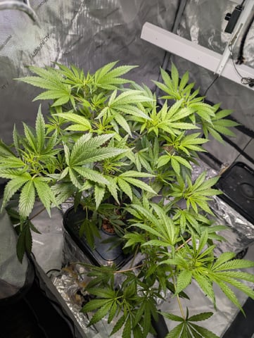 Black African Magic feminization  — flower, day 12