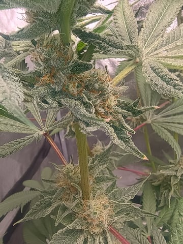 lil Slurry, first grow — flower, day 79