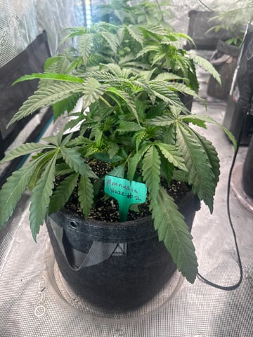  Amnesia Haze — vegetative, day 18