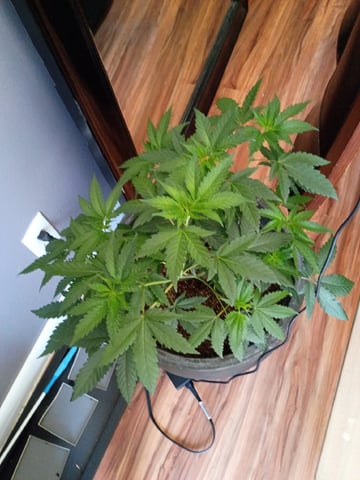 Round Deuce  — vegetative, day 59