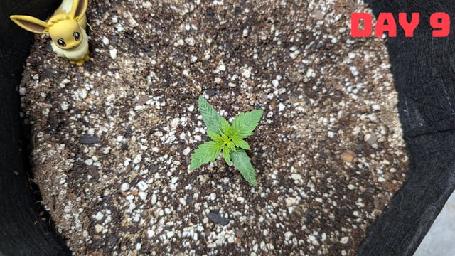 Strawberry Cheesecake Seedsman Seeds Autoflowers x2 — seedling_rooting, day 12