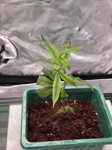 Funk Mtn (Mother) — seedling_rooting, day 1