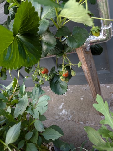 outdoor hydro ladder — vegetative, day 37