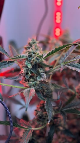 Purple Haze — flower, day 2