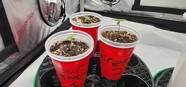 Orange cream pop and sour strawberry — seedling_rooting, day 4
