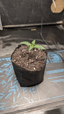 Spring  — seedling_rooting, day 8