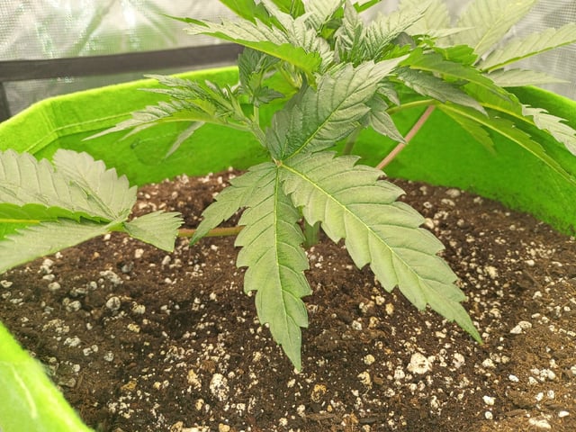 FastBuds Photo-Lemon Mandarin  — vegetative, day 32