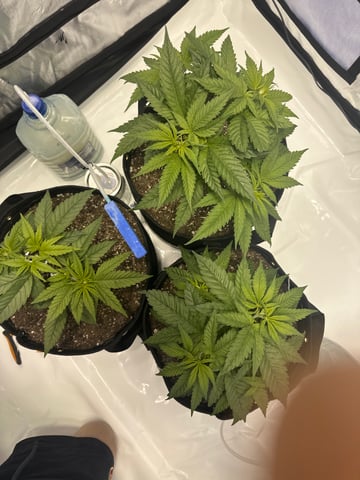 XJ-13 x Pennywise — vegetative, day 12