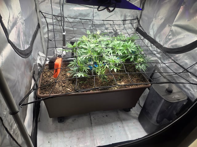 White rhino — flower, day 49