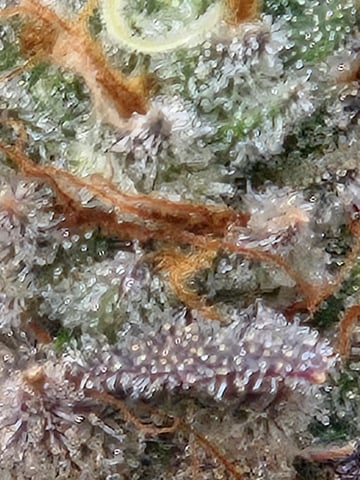 First Grow — flower, day 128