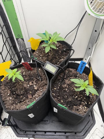 Midsummer Outdoor — vegetative, day 10