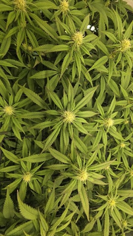 Strawberry Sugar  — flower, day 81
