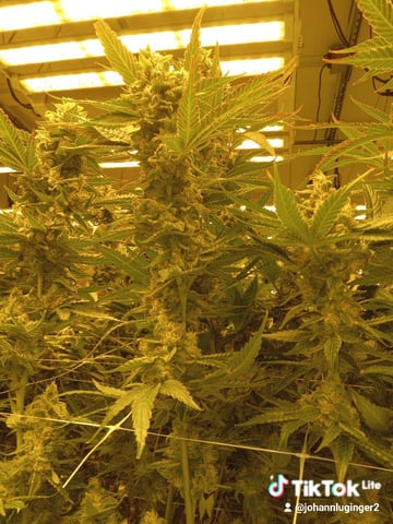 5 Autos — grow_setup, day 14