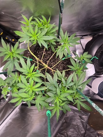 Looking for advice! — vegetative, day 43