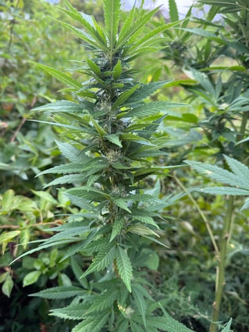 First grow — flower, day 42