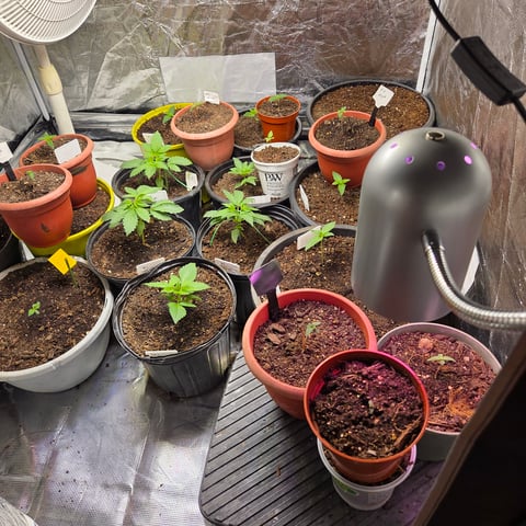 1st indoor grow 8 smaller plan t s — seedling_rooting, day 10