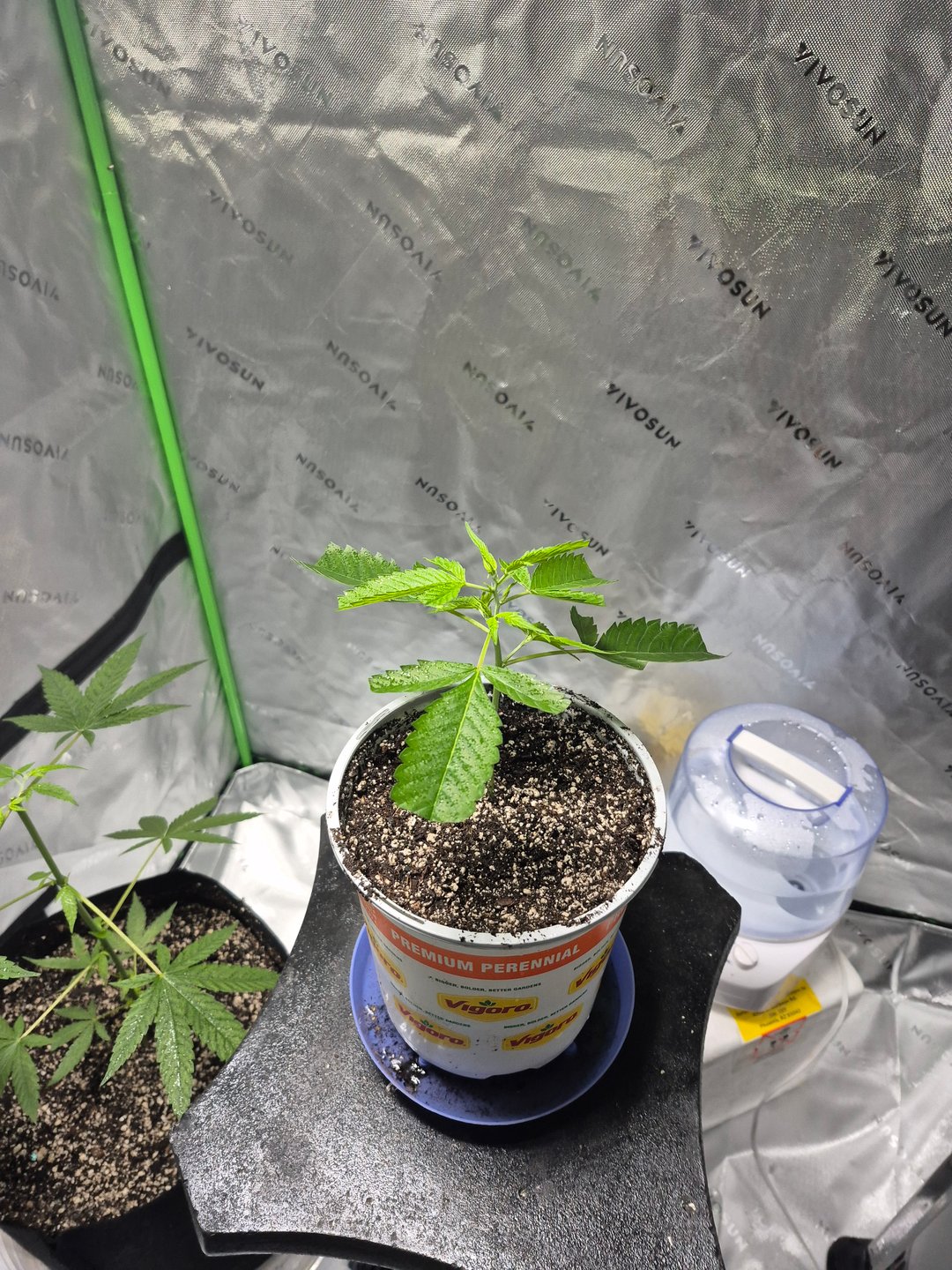 Clone of the clone of the Skunk burger 😁