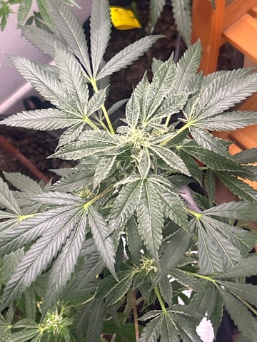 first indoor tent grow