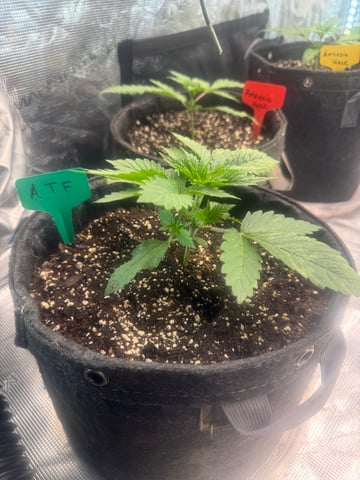  Alaska Thunderfuck — vegetative, day 4