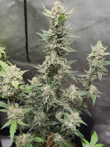 Mephisto Apple Crush and Pop tart OG in Nature's Living Soil.  — flower, day 65