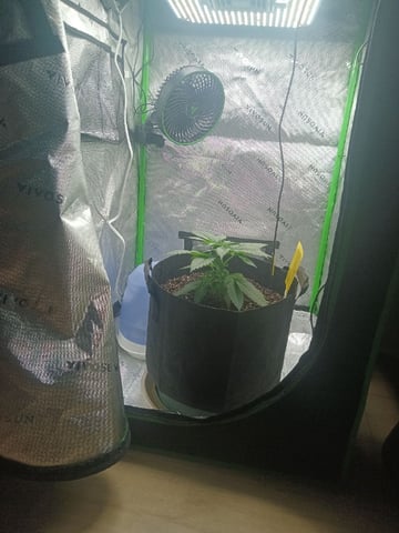 Critical Purple Kush — vegetative, day 38