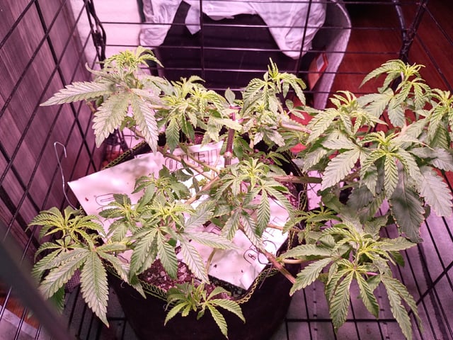 FKAFL — vegetative, day 45