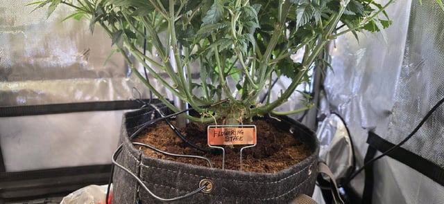 Ace Killer OG — flower, day 32