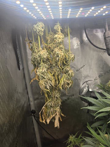 Coco Grow — flower, day 89
