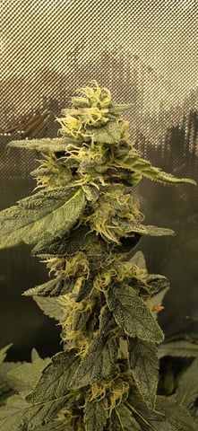 Ace Killer OG — flower, day 82