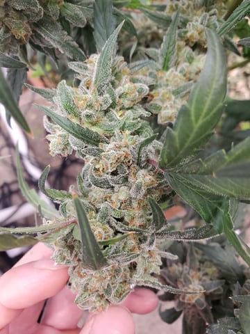 Auto Flower Run Fully Organic — flower, day 81