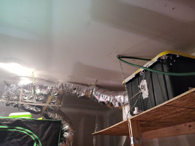 Maui wowie  — vegetative, day 27