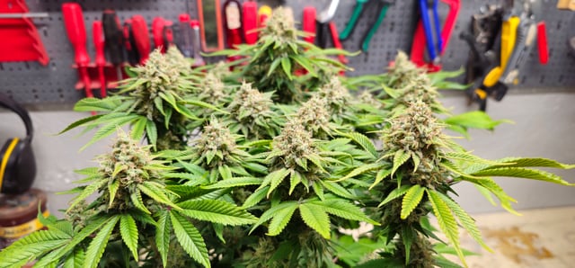 Cookies Usa — flower, day 109