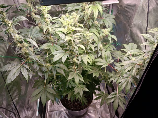 Gorilla Sherbert Feminized From Blimburn Seeds  — harvest, day 90