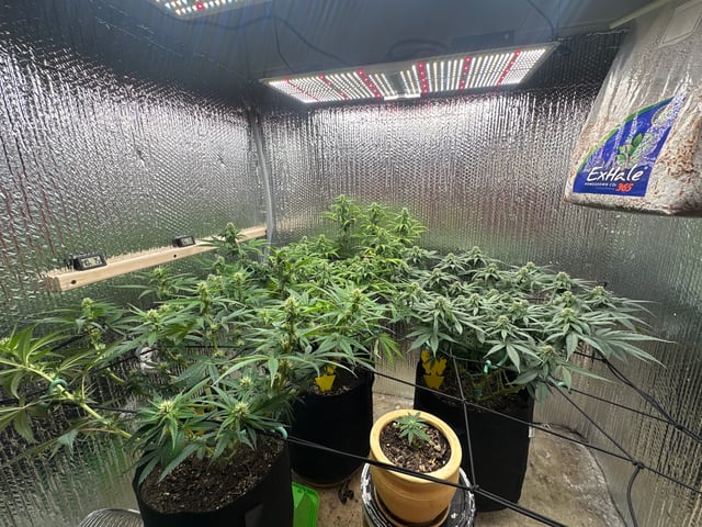 trying some bag seeds — flower, day 54