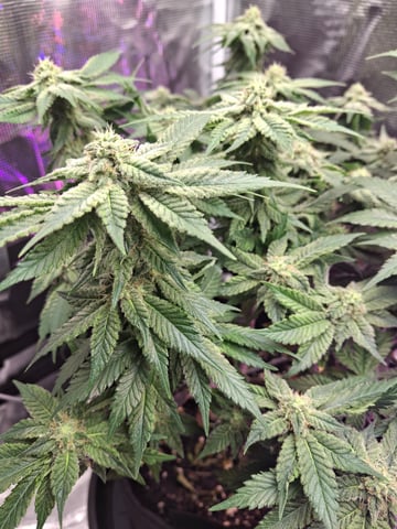 SoFloBudz — flower, day 73