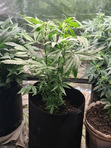 my new girls — vegetative, day 6