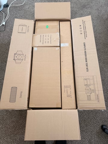 Gorilla Runtz — flower, day 40