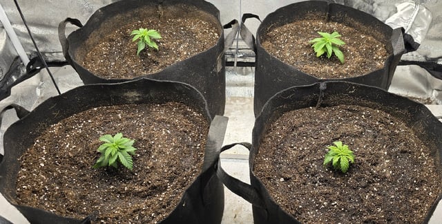 SGC & GWS — vegetative, day 22