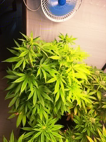 Yeti's Perpetual — none, day 149