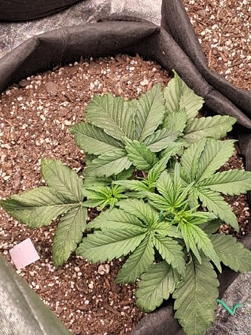 Lemon Cherry Cookies, Purple Haze and Strawberry Gorilla Grows — vegetative, day 131