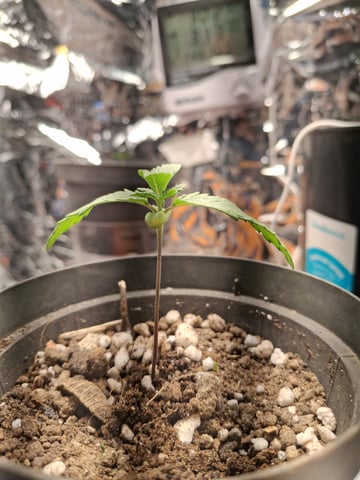 1st Grow - ROYAL MOBY (indoor)(photop.) — seedling_rooting, day 9