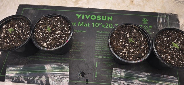 SGC & GWS — seedling_rooting, day 3