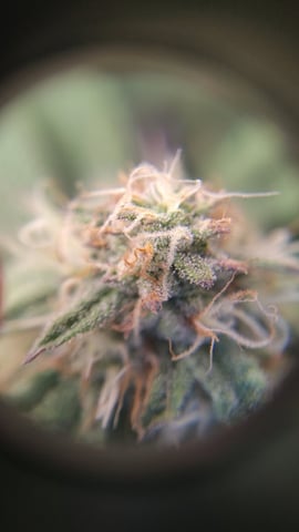 winter grow — flower, day 128