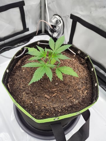Critical Runtz ( Sensi Seeds ) — vegetative, day 6