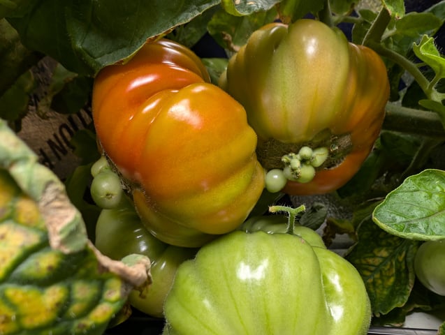 See what grows — vegetative, day 131