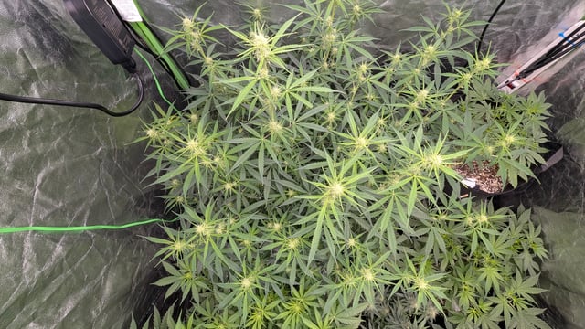 Strawberry Cheesecake Seedsman Seeds Autoflowers x2 — flower, day 49