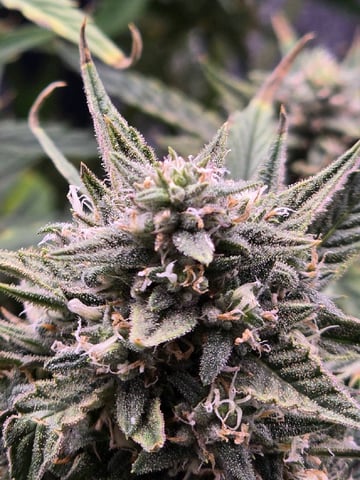 blue dream auto — flower, day 61