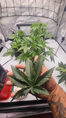 ethos genetics  — vegetative, day 28
