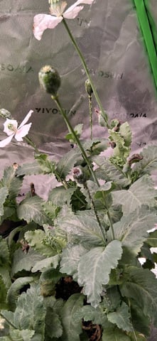 blueberry funk — flower, day 196