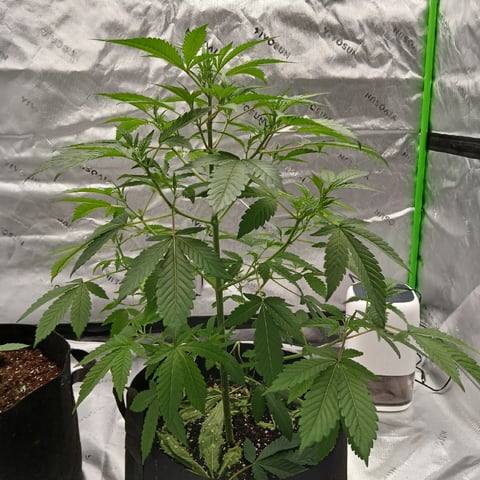 run #3 — vegetative, day 135